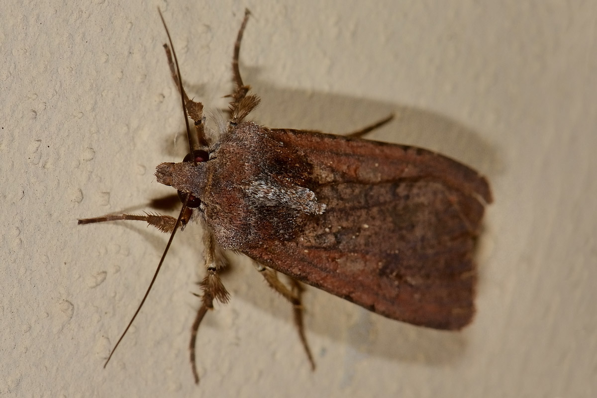 Noctuidae? S, Peridroma saucia